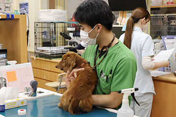 やまざき 動物 病院 静岡 県 富士宮 市